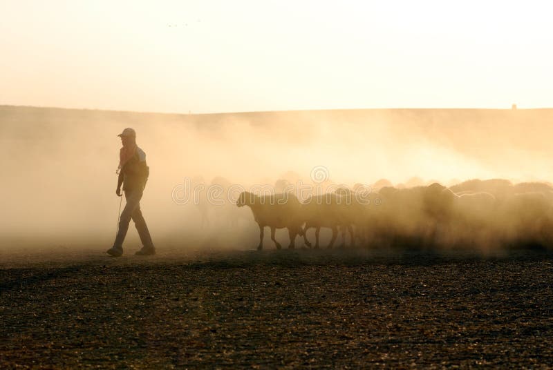 Shepherd