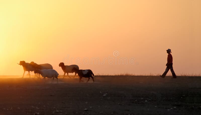 Pastore e pecore silhouette al tramonto.
