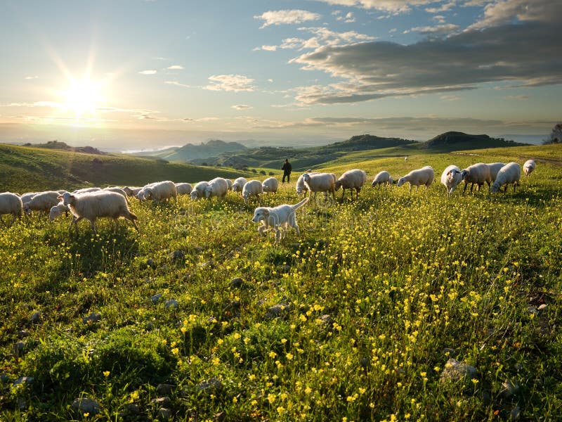 Shepherd Con Il Cane E Le Pecore Che Pascono in Fiorito in Immagine