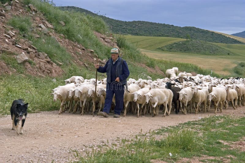 Shepherd con la multitud de ovejas en paisaje natural
