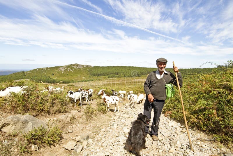 Download Shepherd In The Countryside From Portugal Stock Image - Image of cattle, nature: 21331741