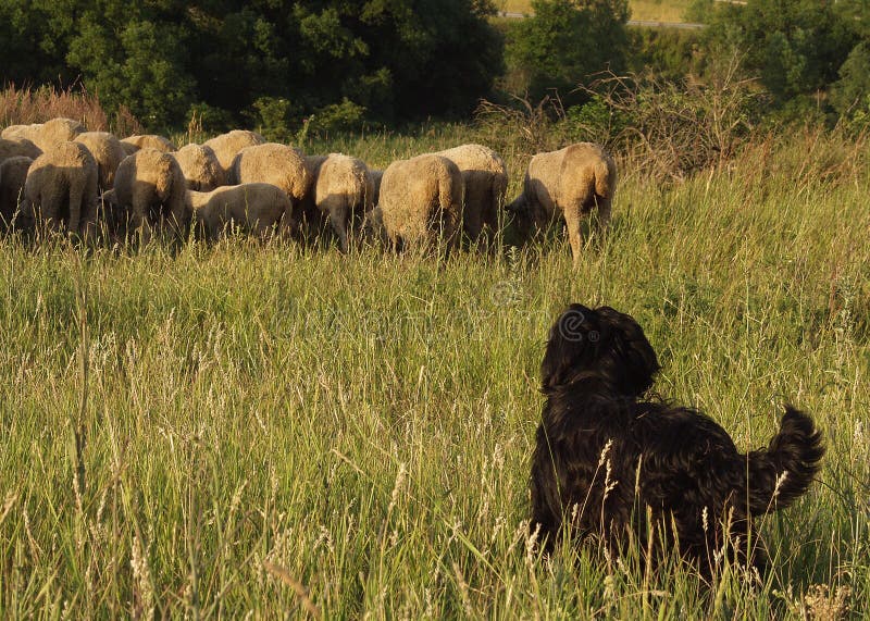 Shepherd dog