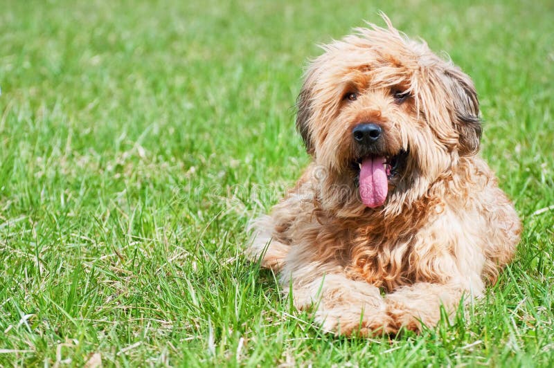 Shepherd dog- briard