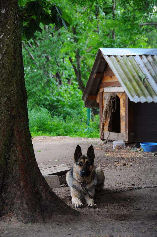 Shepherd Dog Near The Wooden Dog House Stock Image - Image ...
