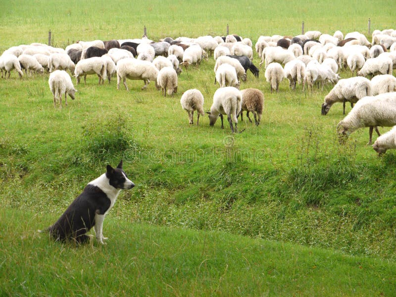 The shepherd dog and the sheep