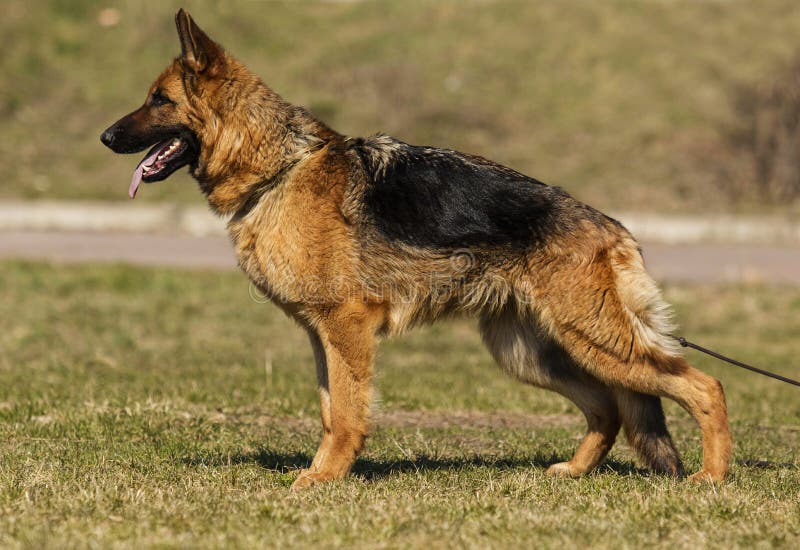 Dog Standing Sideways Outdoors Stock Photo - Image of outside, brown ...