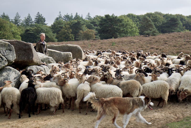 flocks of sheep facts flocks of sheep facts