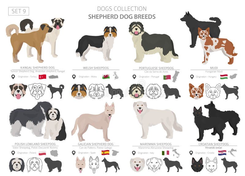 Kangal shepherd dog similar breeds 2025