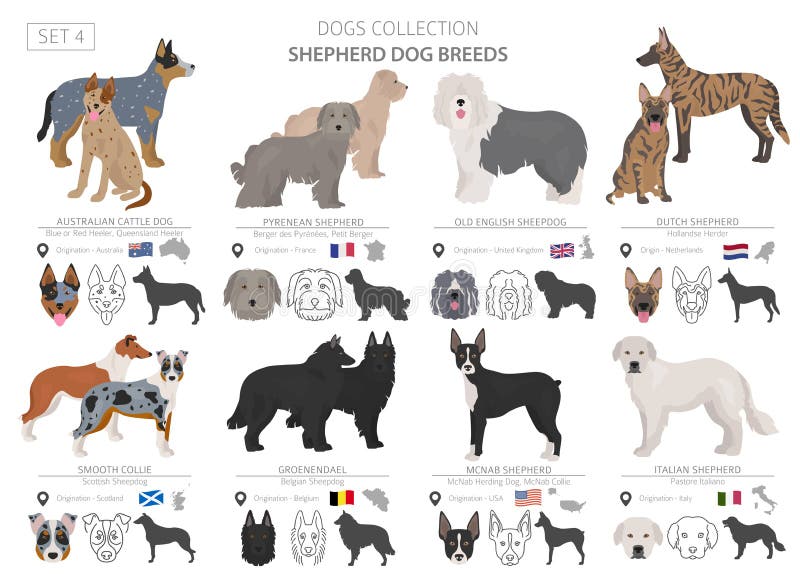 Australian Cattle Dog Color Chart