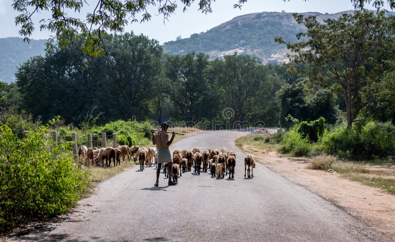 A shepherd with his goat and sheep at Horsley hills, Andhra Pradesh