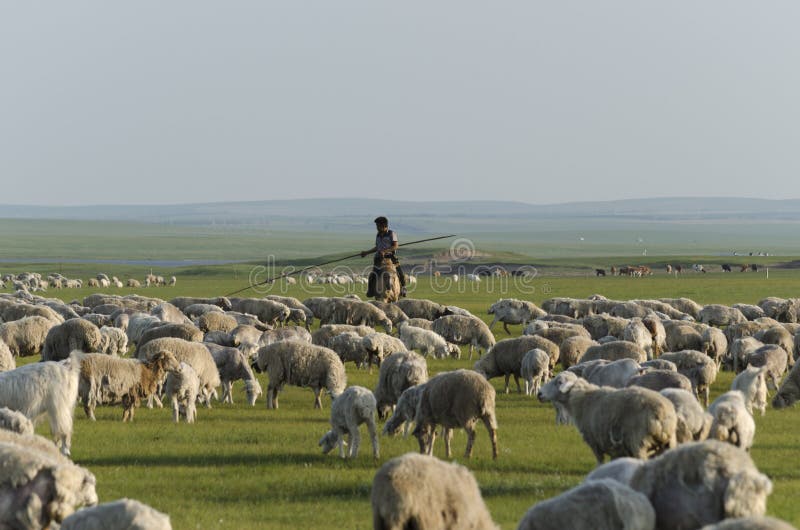 A Shepherd and His herd in Inner Mongolia