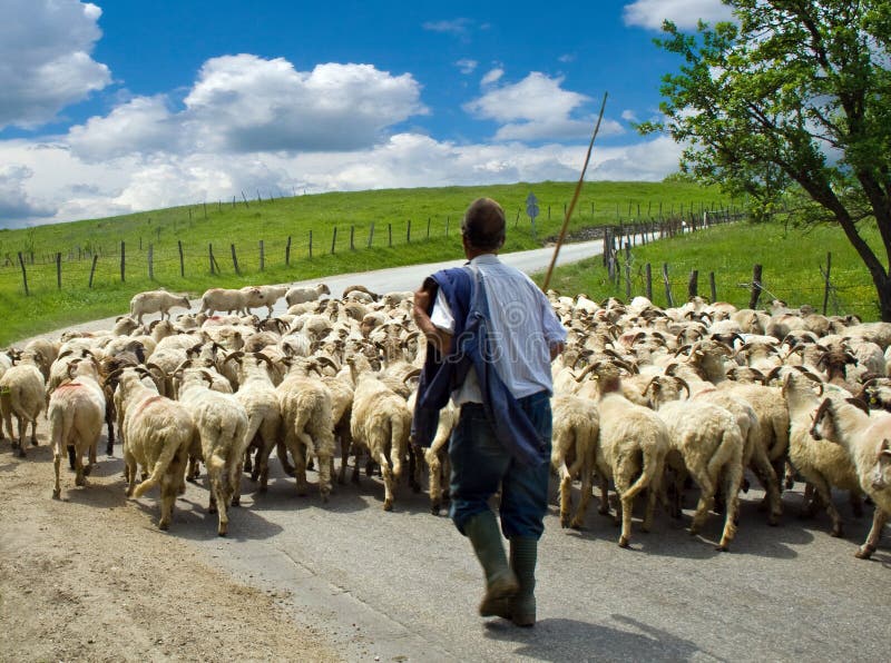 Shepherd with his sheep herd