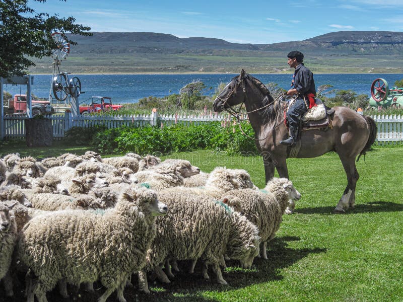 Shepherd on horse with sheep at Posada Estancia Rio Verde, Riesco Island,, Chile