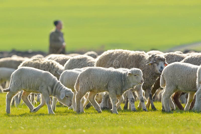 Leading the flock stock photo. Image of uniform, timid 11270798