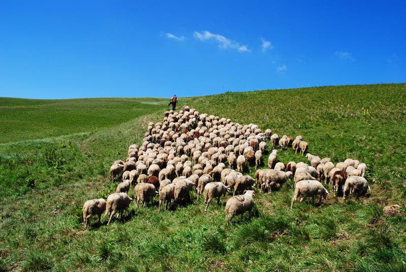 Shepherd leads his sheep