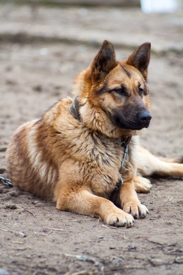 german shepherd dog chain