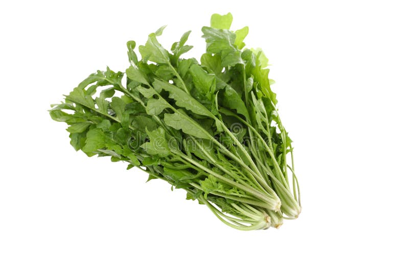 Shepherd s purse stock photo. Image of medicinal, background 22268356