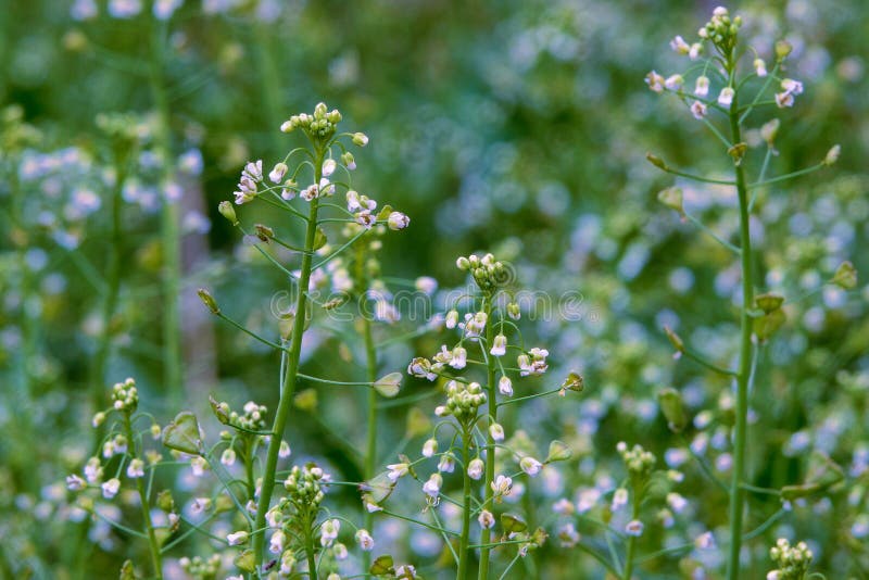 Shepherd`spurse stock image. Image of plant, natural 242540319