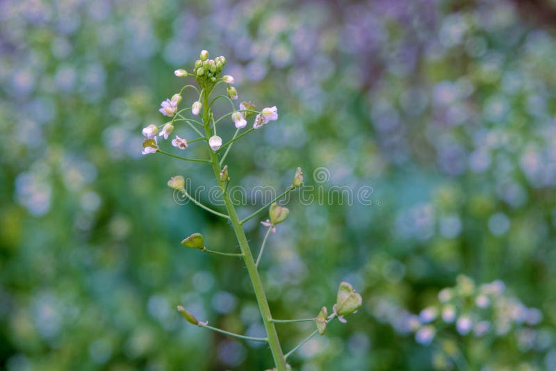 Shepherd`spurse stock photo. Image of capsella, nature 242540330