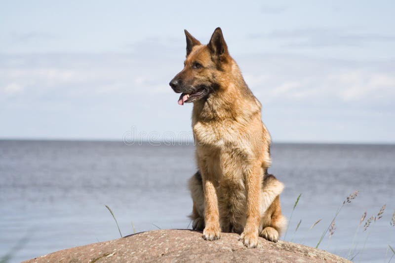 Shepherd on the stone stock photo. Image of breed, look - 2640774