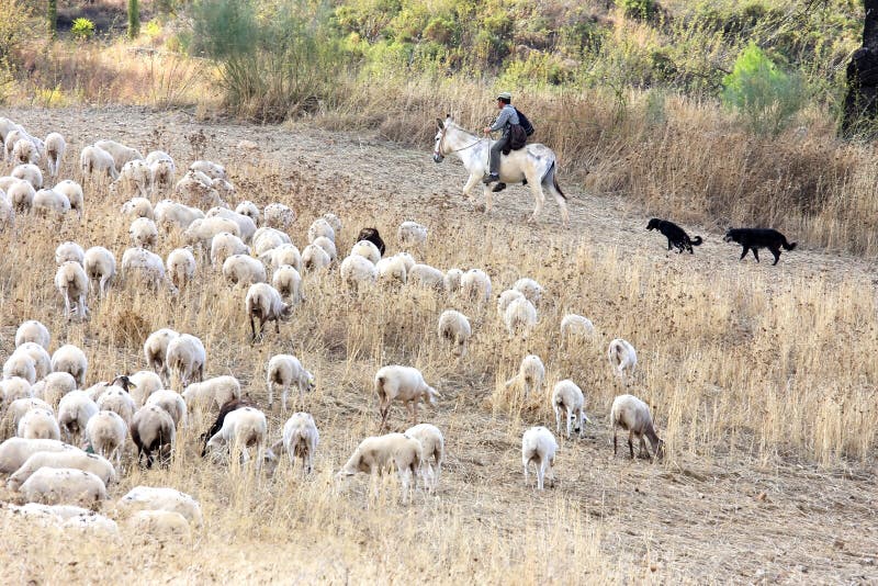 Shepherd sur le dos d'âne avec des crabots en Andalousie photo stock Shepherd sur le dos d'âne avec des crabots en Andalousie photo stock