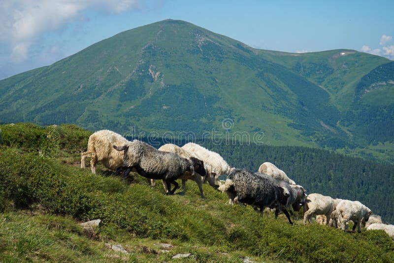 Shepherds drive a flock of sheep along the slopes of the Carpathian mountains from one pasture to another.