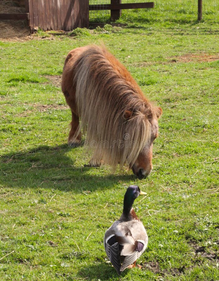 The mallard acts as size guide to just how small this Shetland pony is. The mallard acts as size guide to just how small this Shetland pony is.