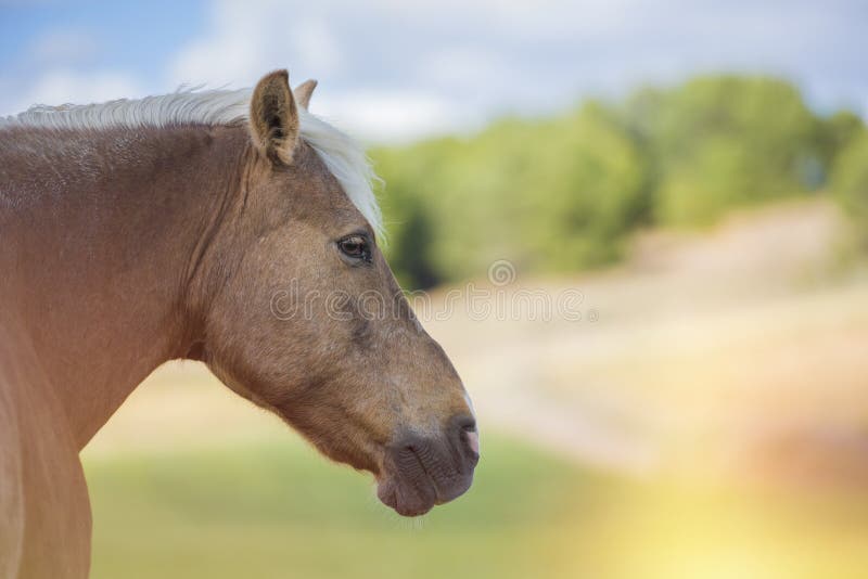 267,714 Horse Nature Photos - Free Royalty-Free Stock Photos from Dreamstime