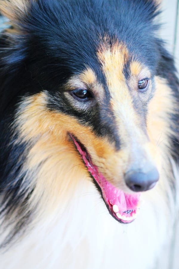 shetland sheepdog