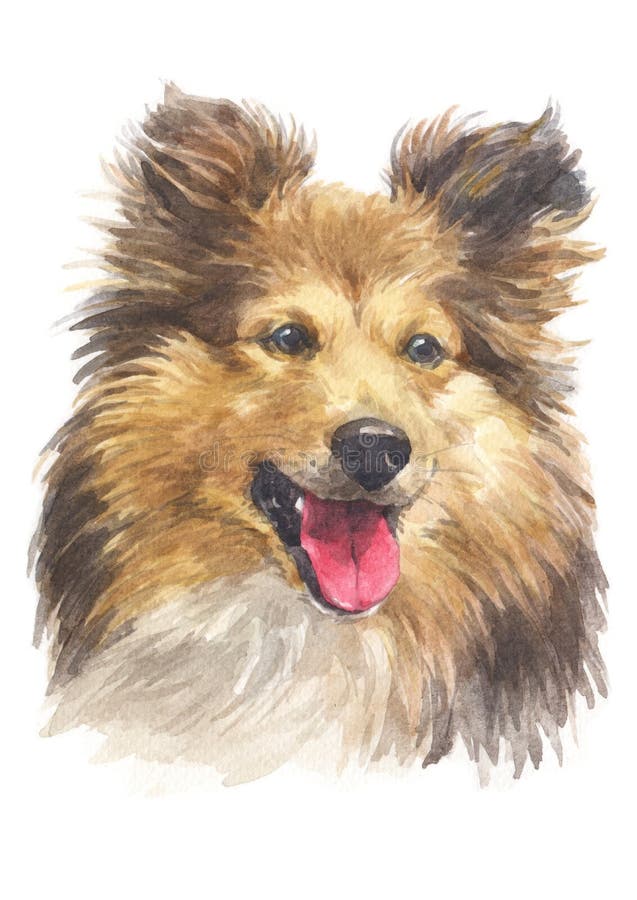 Water colour painting, Shepherd dog breed 038