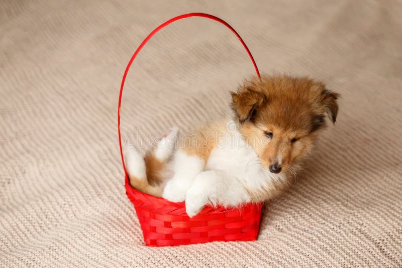 Dog Shetland Sheepdog Stock Image Image Of Clouds Guard 36053843