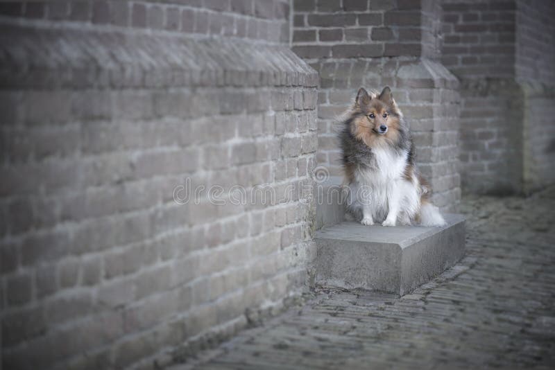 Shetland sheepdog in front of a brick wall of a old church