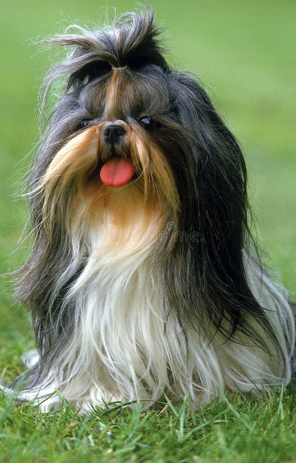 Shi Tzu Dog Sitting on Grass SHI TZU Stock Photo Image of companion