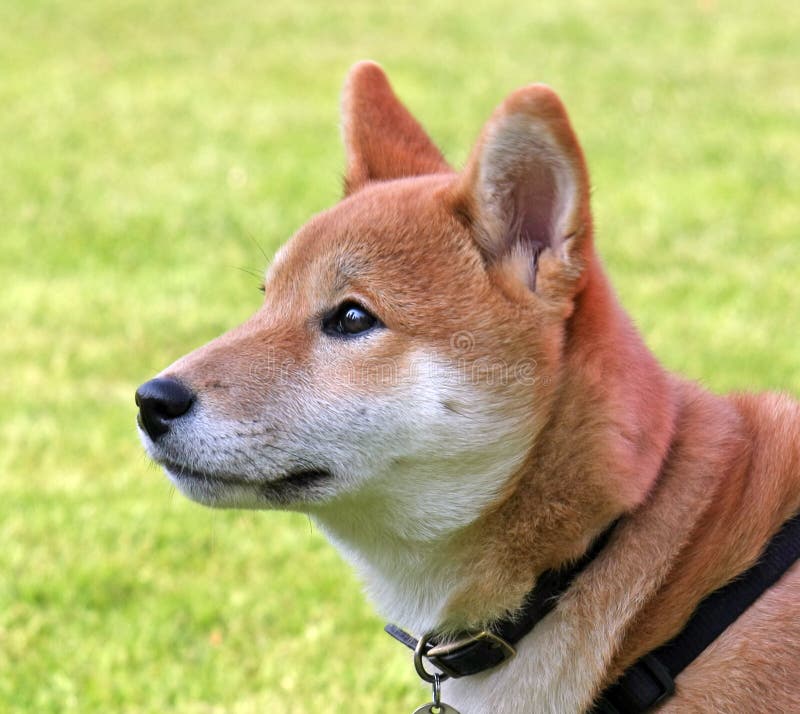 Two Dog Breeds Shibainu in the Park on a Leash Stock Photo Image of