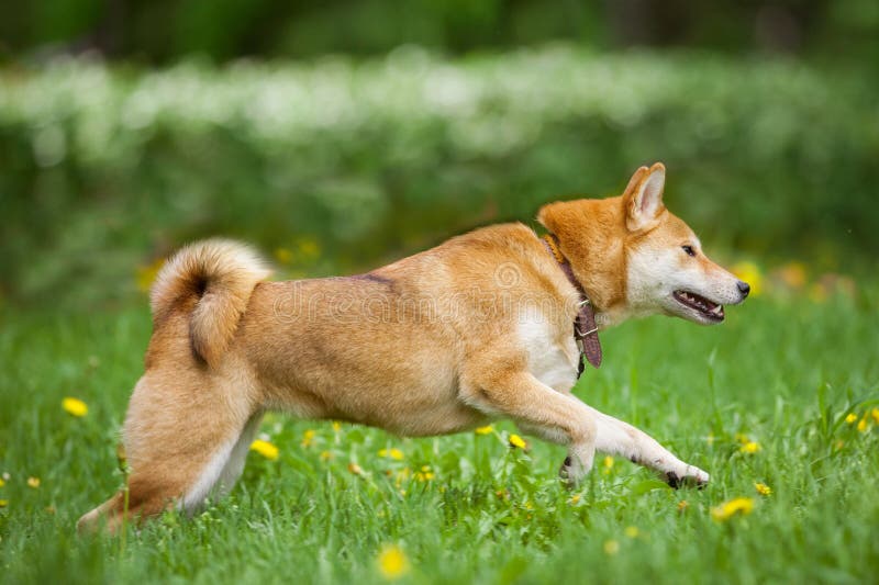 Shiba Inu biega po trawie obraz royalty free