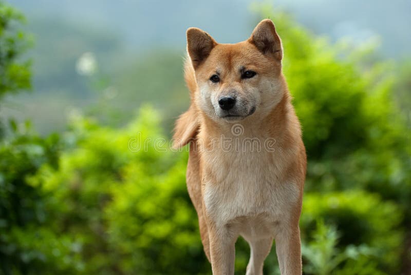 Shiba inu cane per lo sfondo.