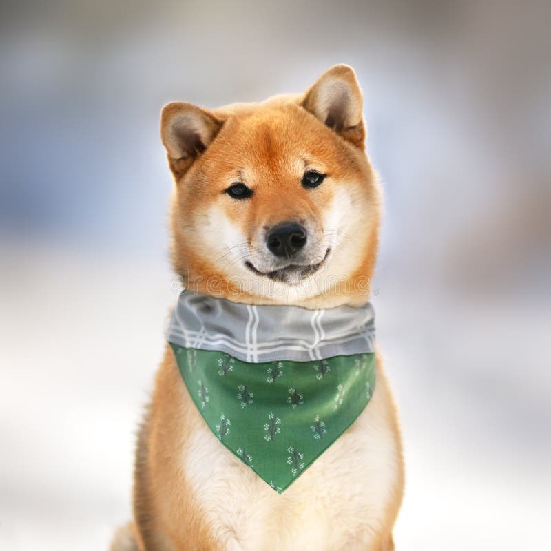 Portrait Of A Thoroughbred Japanese Dog Shiba Inu Stock Image - Image ...