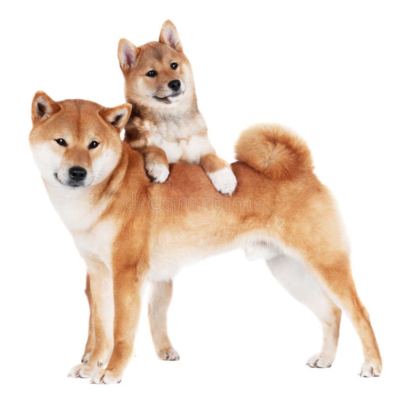 Shiba-inu Hund und Welpe
