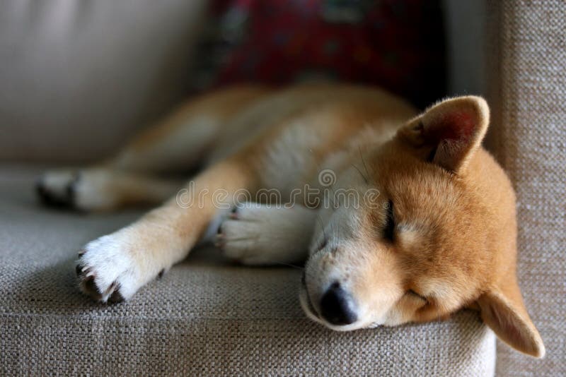 Shiba inu dog sleeping in the couch in Buenos Aires, Argentina. Shiba inu dog sleeping in the couch in Buenos Aires, Argentina