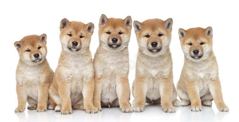 Cachorros retrato sobre el blanco.