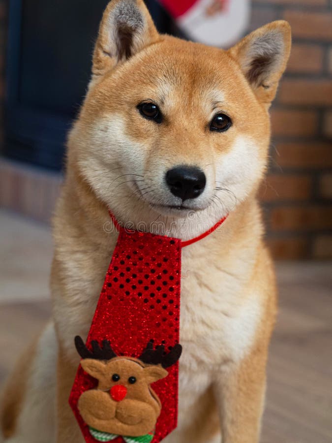 Shiba Inu Puppy Looks Like a Little Fox Stock Photo - Image of japan ...