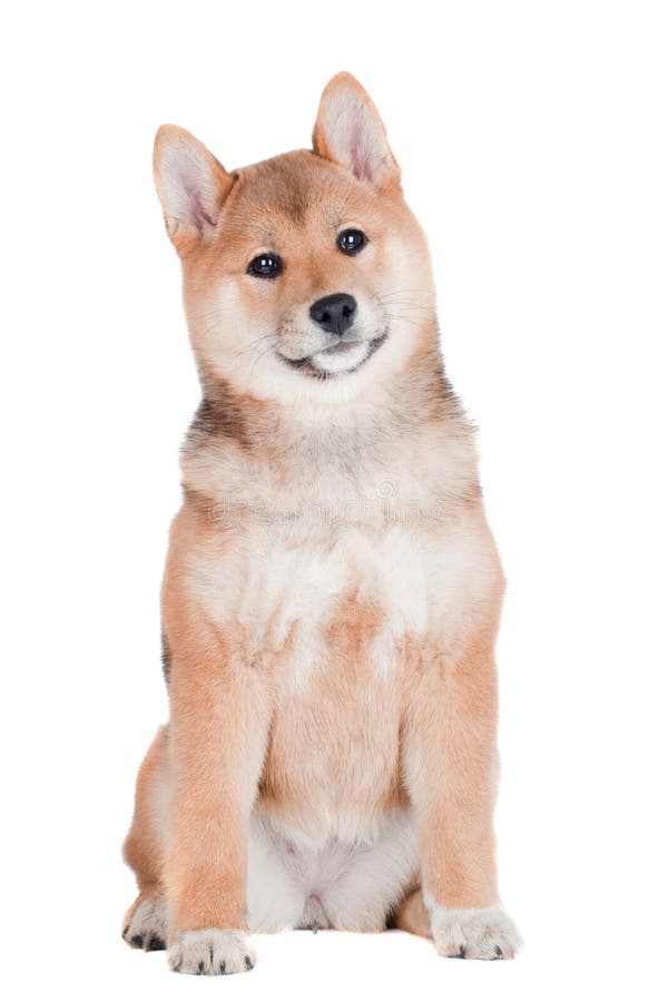 Shiba Inu Puppy on White Background Stock Image - Image of japanese ...