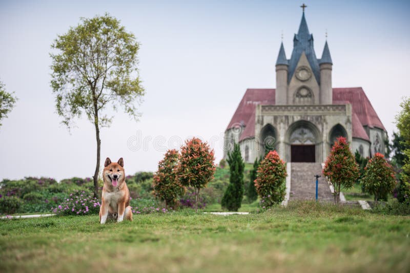 Shiba Inu w trawie obrazy stock