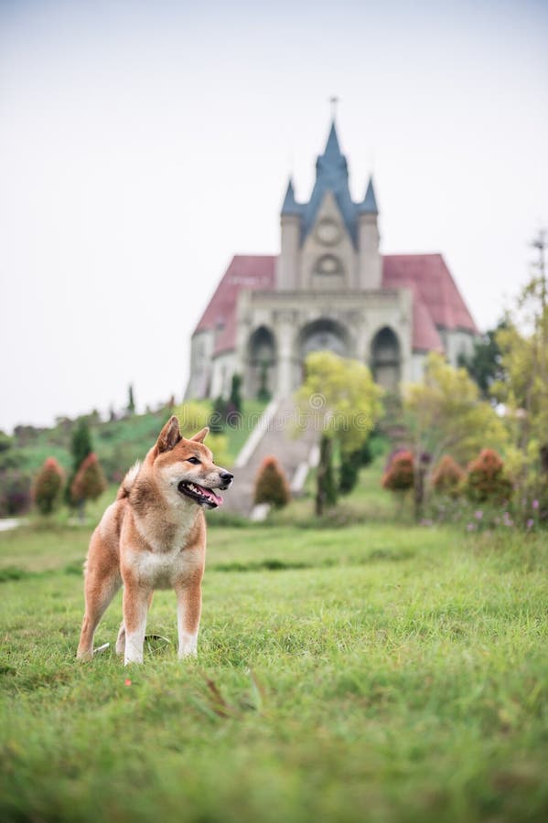 Shiba Inu w trawie fotografia stock
