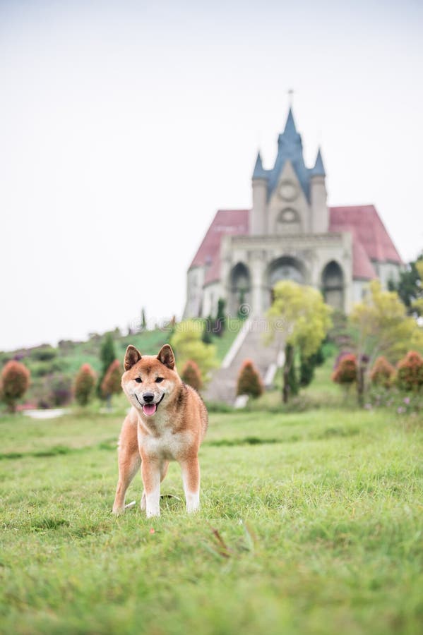 Shiba Inu w trawie zdjęcia stock