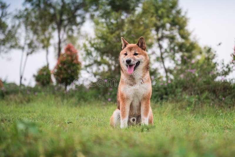 Shiba Inu w trawie obraz stock