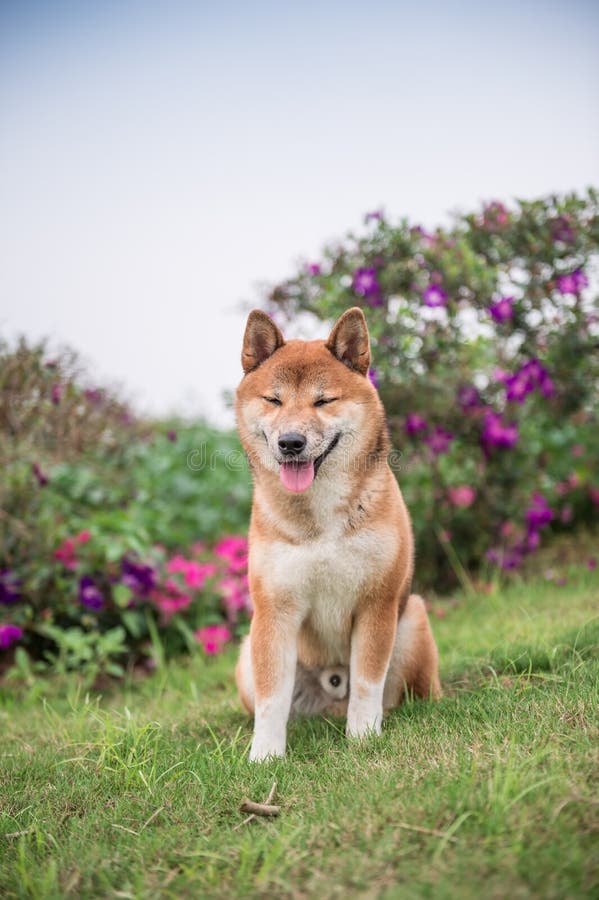 Shiba Inu w trawie obraz stock