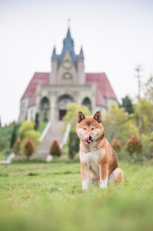 Shiba Inu w trawie obraz royalty free