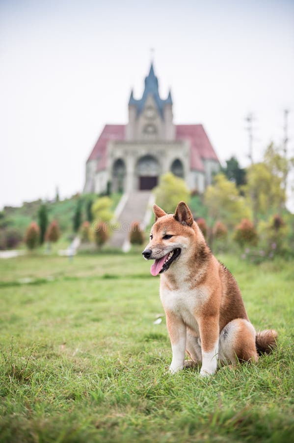 Shiba Inu w trawie obraz royalty free