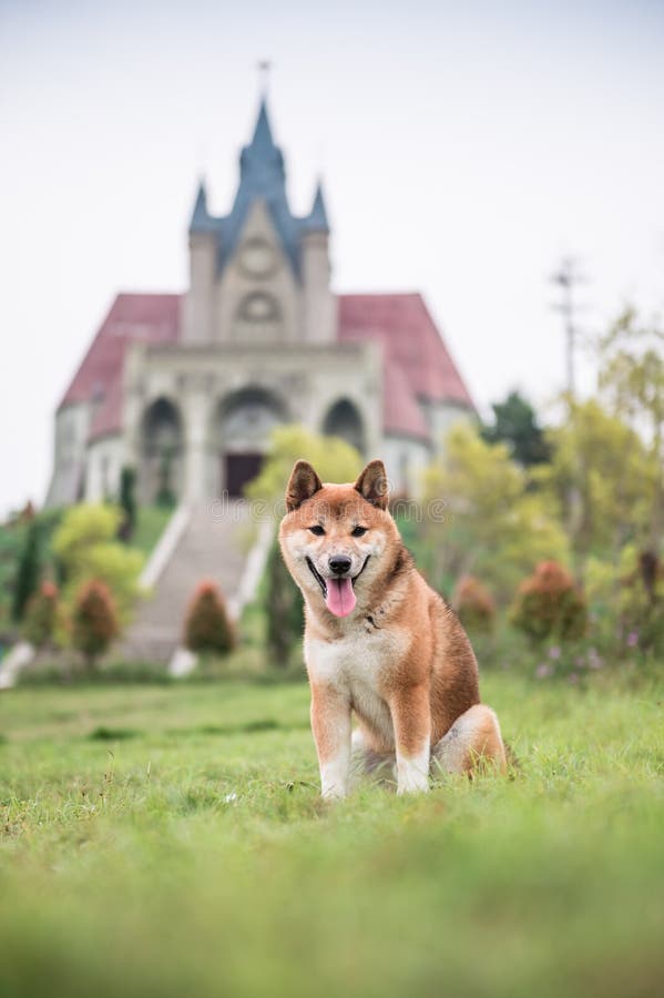 Shiba Inu w trawie obrazy royalty free